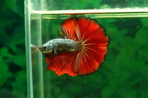 betta ryba