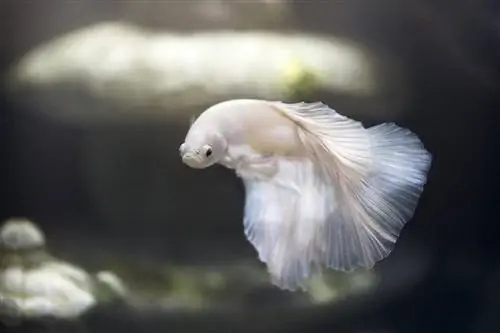 puting betta fish