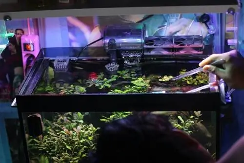 Akvarium rengøring akvarium