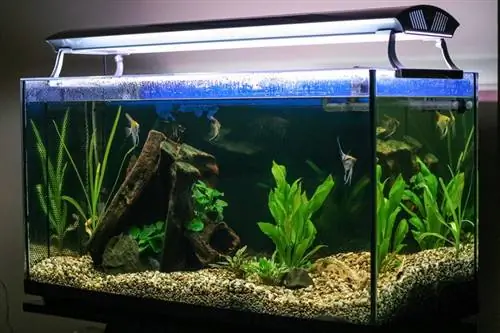 Pouvez-vous éteindre une pompe d'aquarium la nuit ? 4 Facteurs & FAQ