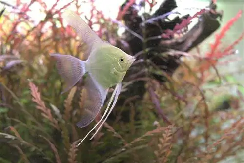 albino angelfish