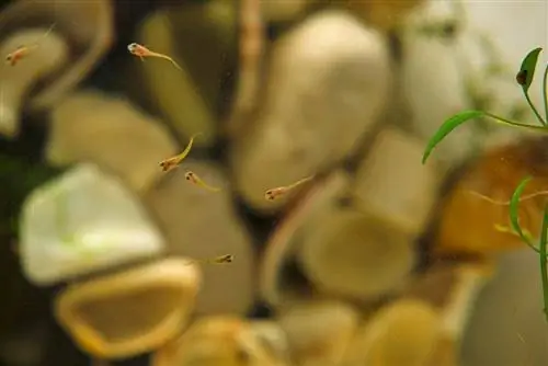 guppies recién nacidos