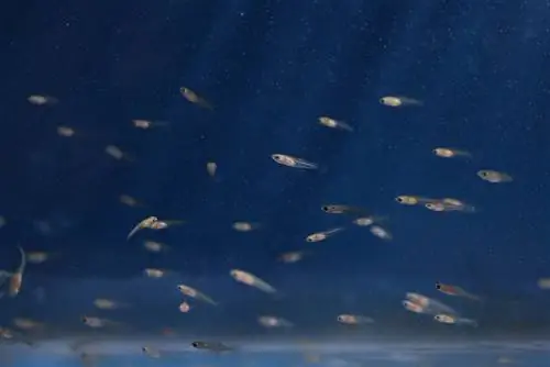 guppies juveniles