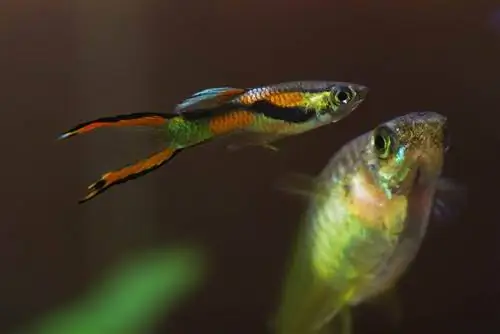 Quant de temps triguen a créixer els Baby Guppies? (Amb Imatges)