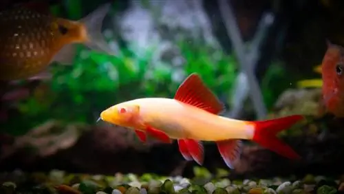 albino rainbow shark nyob rau hauv ib lub thoob dej yug ntses tropical