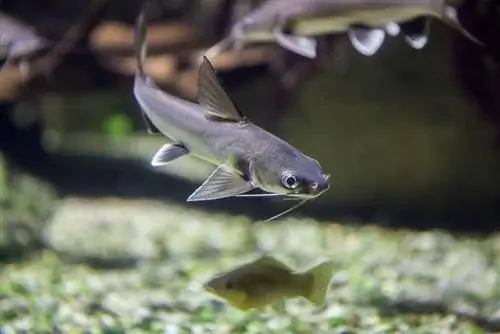 Columbian Shark Catfish