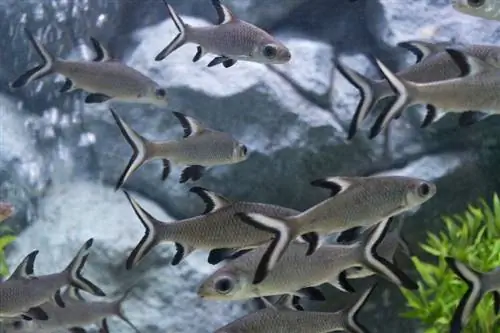 Freshwater Aquarium Sharks: Ang 7 Uri & FAQs (May mga Larawan)