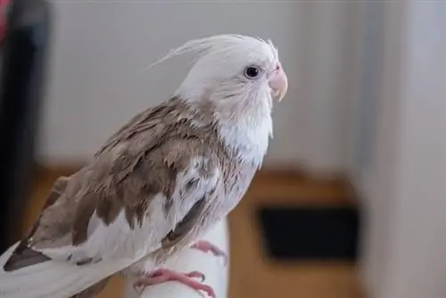 cockatiel berwajah putih