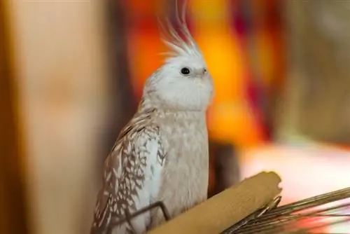 সাদা মুখের cockatiel