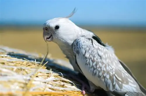 belolični cockatiel na prostem