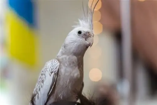 cockatiel berwajah putih di dalam kandang