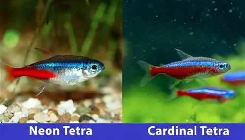 neonowa tetra kontra kardynalna tetra