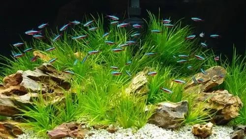 ενυδρείο με tetras