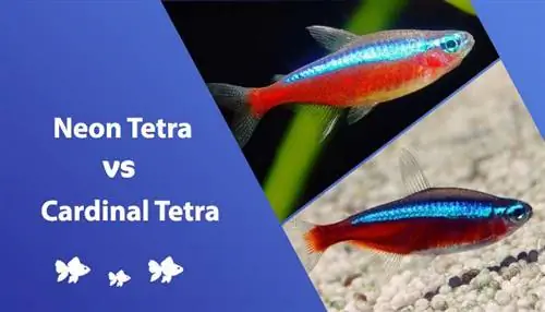 Cardinal Tetra срещу Neon Tetra: Сравнение, факти & ЧЗВ