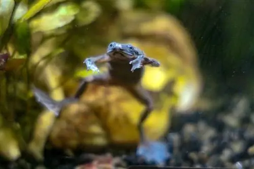 Kailangan ba ng African Dwarf Frogs ng Heater? Mga Katotohanan & FAQ