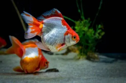 Tosakin los yog curly fantail goldfish_Sad Agus_shutterstock