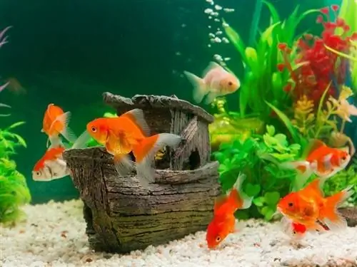 8 Pinakamahusay na Substrate para sa Goldfish Tank 2023: Mga Review & Mga Nangungunang Pinili