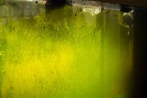 berdeng algae aquarium