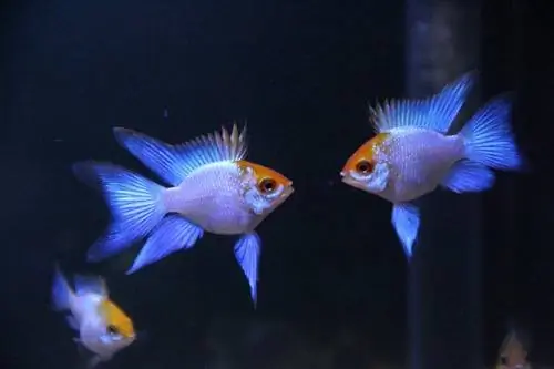 divi cichlids tēviņi cīnās