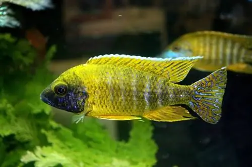 cichlidés paon jaune dans l'aquarium