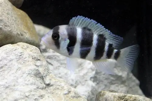 ታንጋኒካ cichlids