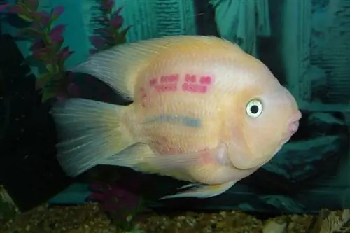 cichlid nuri darah