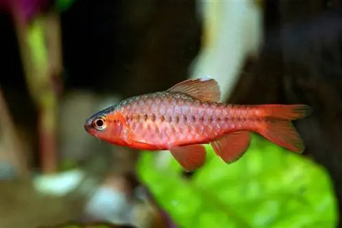 ikan cherry barb