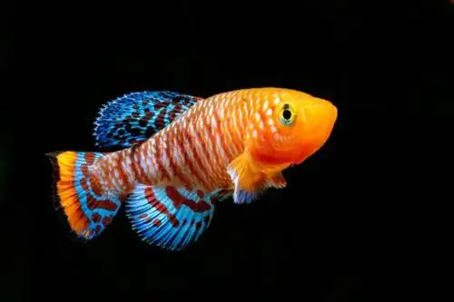 killifish colorat