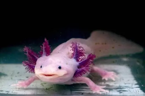 Kan du holde en Axolotl? Grunner & vanlige spørsmål