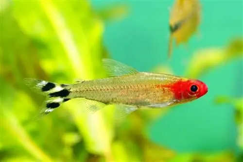 ράμι μύτη tetra