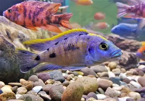 Colorido de peces ornamentales, cíclidos africanos, pavo real de Malawi en pecera. Aulonocara maylandi es endémica del lago Malawi. es un pez de agua dulce, un cíclido africano de la familia Cichlidae.