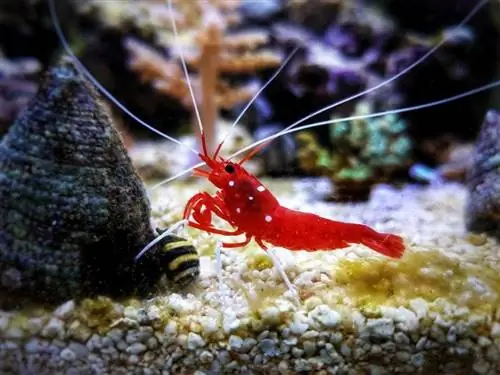 Red Blood s altwater cleaner shrimp - Lysmata Debelius