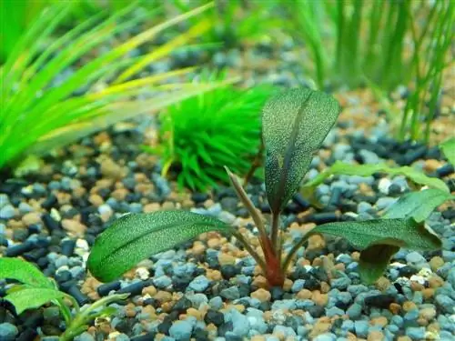 aquarium met planten en grind