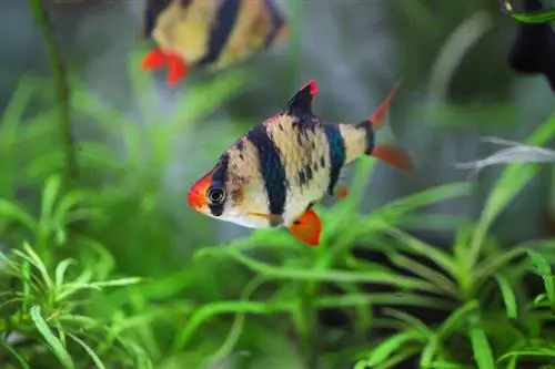 Hoeveel Tiger Barbs kun je hebben in een tank van 20 gallon?