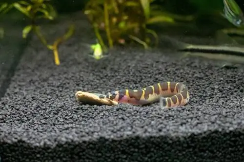 Koliko Kuhli Loaches možete imati u rezervoaru od 20 galona? Činjenice & Često postavljana pitanja