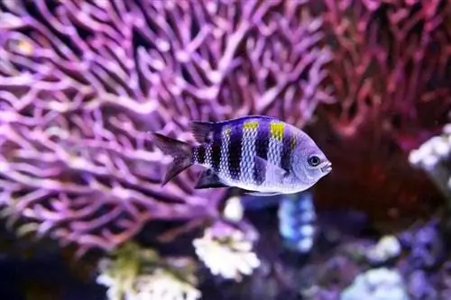 Āfrikas cichlids