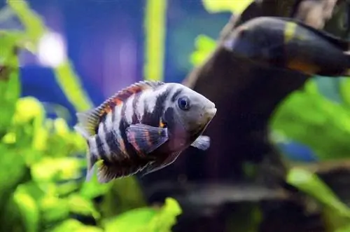 Muaj pes tsawg tus neeg txiav txim siab Cichlid Koj tuaj yeem muaj nyob hauv 30 Gallon Tank? Facts & FAQs