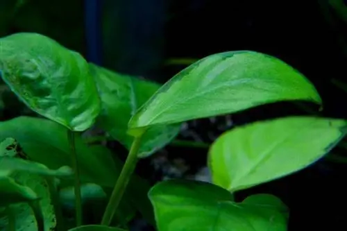 Anubias törpe