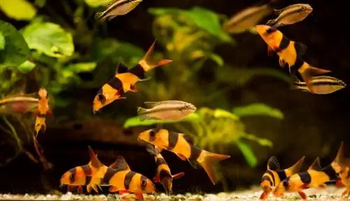 Loach klloun nga Sumatra dhe Borneo