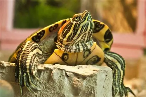 Kunnen roodwangschildpadden appels eten? Wat je moet weten