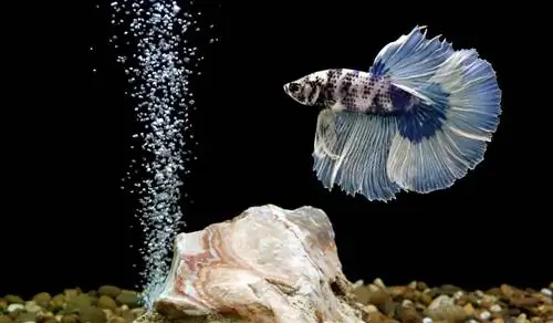 Czy Betta Fish potrzebuje bubblera? Korzyści & Często zadawane pytania