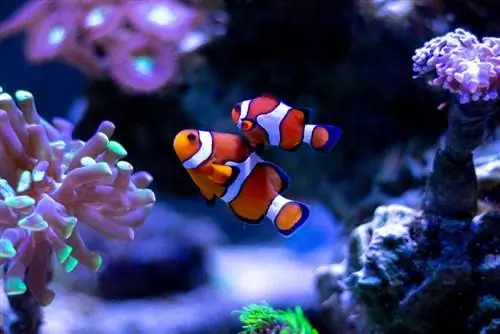 Clownfish swem in 'n akwarium