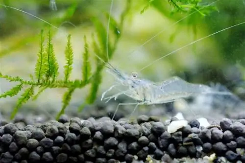 ghost shrimp ኒኮላስ ቶህ፣ Shutterstock