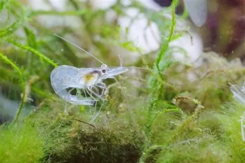 Paano Malalaman kung Buntis ang Ghost Shrimp: 5 Signs