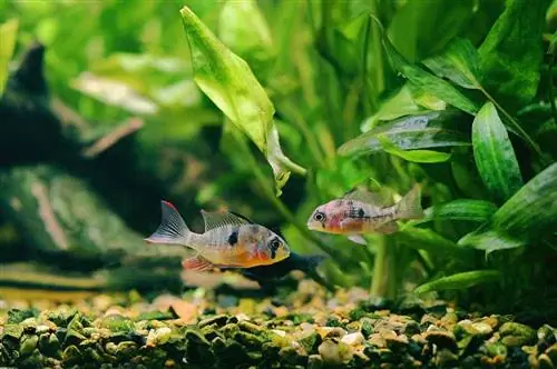 sepasang cichlids ram Bolivia di akuarium