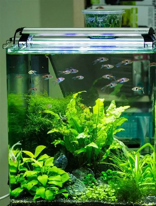 Acuario de agua dulce con plantas