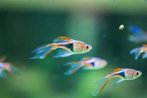 Berapa Banyak Rasbora yang Dapat Anda Miliki Dalam Tangki 5, 10 & 20 Galon?