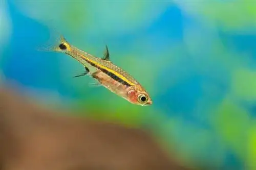 rasbora