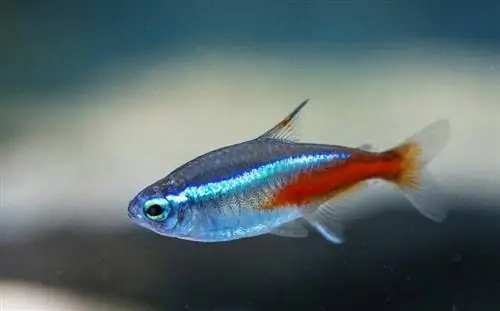 tetra cardinal