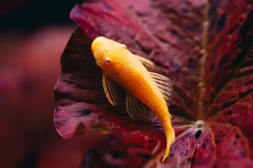 pleco arancione